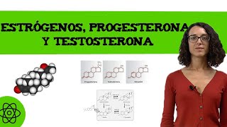 Estrógenos progesterona y testosterona 👨👩 [upl. by Thackeray905]