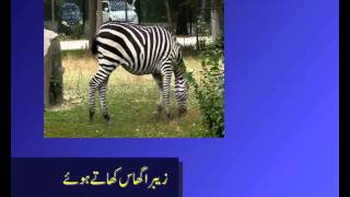 herbivores carnivores omnivores in urdu [upl. by Ordnaxela]