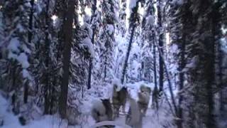 Dog Sledding with Alaskan Malamutes [upl. by Fondea]