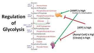 Regulation of Glycolysis  allosteric and transcriptional control [upl. by Anais]