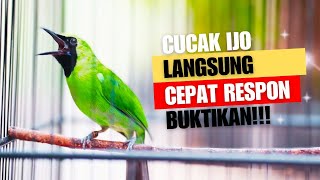 SUARA BURUNG Cucak Ijo Gacor NGEPLONG TARUNG Konslet Ini Ampuh Untuk PANCINGAN Cucak Ijo Agar Emosi [upl. by Nava]