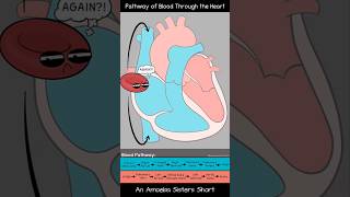 Pathway of Blood Through the Heart  Amoeba Sisters Shorts biology circulatorysystem [upl. by Lenoel]