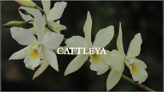 My favorite cattleya  Iwanagara apple blossom 😊 [upl. by Eissirc]