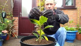 Planting Brugmansia and Brassaiopsis mitis [upl. by Blythe]