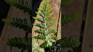 Cycad Leaf Tree Fern  Blechnum buchtienii🌱 garden greenhouse gardening plantnature fromspores [upl. by Darin]