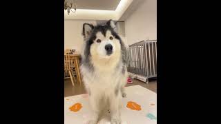 Round head big ears，Cute boysdogs dog catdoglove puppy dailyvlog [upl. by Tifanie]