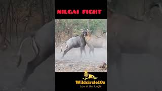 nilgai fight animals short youtubeshorts nilgai wildcircle10x [upl. by Caitrin446]