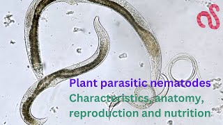 Plant Parasitic Nematodes Morphology Anatomy Reproduction and Life cycle [upl. by Norah]