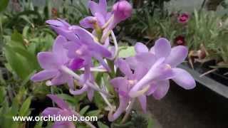 OrchidWeb  Neofinetia falcata x Aerides odorata [upl. by Dixie17]