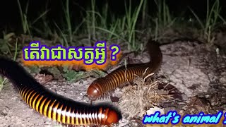 តើវាជាសត្វម្រើមព្រះមែនទេ   What is animal  ចំនេះដឹងទាន់សម័យកាល [upl. by Galasyn16]