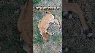 Nilgai ka bacchashortshortvideo [upl. by Kial]