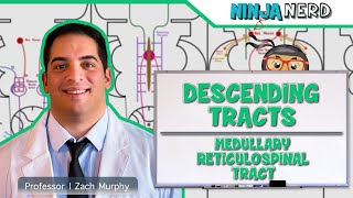 Neurology  Descending Tracts Medullary Reticulospinal Tract [upl. by Greeley]