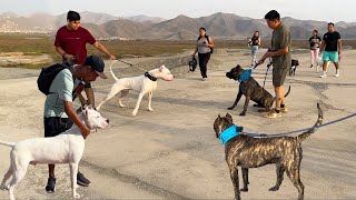 Presa Canario se topó con Dogo Argentino  Encuentro callejero 🐶 [upl. by Connolly305]