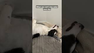 Wakie wakie Time to have breakfast funny dog sleep funnyvideo pets [upl. by Uah]