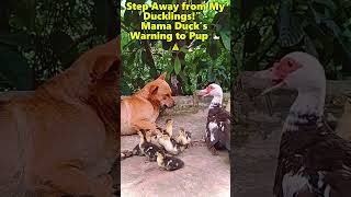 Step Away from My Ducklingsquot  Mama Duck’s Warning to Pup 🦆⚠️dog funny shorts [upl. by Browning975]