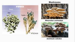 BioremediationBiosorption By FungiFor BS and MSc Classes PPSC KPSC SPSC BPSC FPSC [upl. by Portingale]