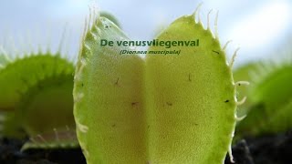 Een snuitkever in de venusvliegenval Dionaea muscipula [upl. by Notrab]