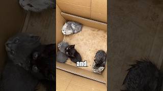 Four cats were abandoned in the teash canfortunately they met a good person cat cute story [upl. by Hnaht]