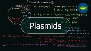 Plasmid  Components of a Plasmid  PET vectors  Genetic Engineering  Basic Science Series [upl. by Nednarb]