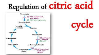 Regulation of citric acid cycle [upl. by Frederica496]