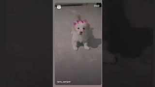 Cultural Spitz puppy Coco ❤️ [upl. by Calandria]