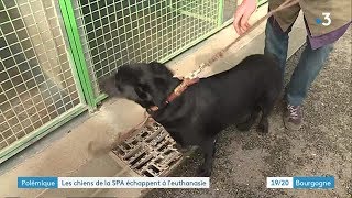 ChâtenoyleRoyal  les chiens de la SPA échappent à leuthanasie [upl. by Puto201]