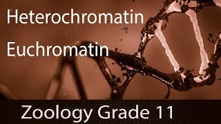 Interphase Of Chromatin  Heterochromatin amp Euchromatin  DNA Double Helix  Metaphase Chromosomes [upl. by Otrebtuc]