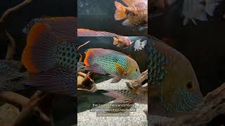 The Gold Saum Cichlid Andinoacara Rivulatus [upl. by Wendalyn]