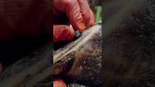 pulling a CHUNK OF METAL from a cows SHOE hooftrimming hooftrimmer hoofcare satisfying [upl. by Atiuqiram]