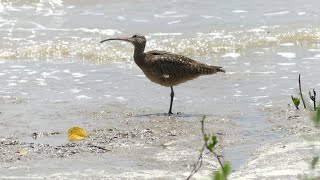 Hudsonian Whimbrel Numenius hudsonicus in French Guiana [upl. by Ruscio]