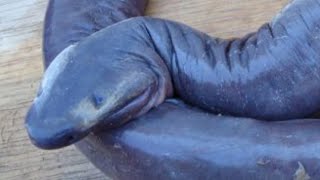 Caecilian  Unusual limbless amphibians in the world [upl. by Ydolem810]