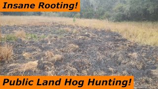 WE HIT THE JACKPOT ON PUBLIC LAND 2023 FLORIDA Wild Hog Hunting [upl. by Leunamesoj207]