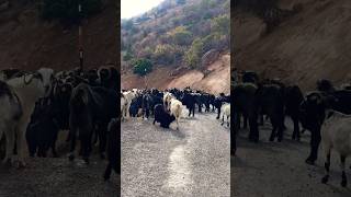 Nomadic shepherd goats Plateau life travel wiev Çamlıca keşfet travel cows shepherding plateau [upl. by Arukas]