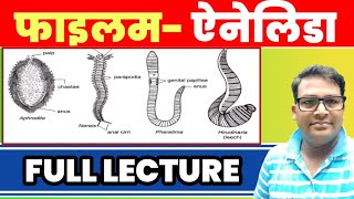 Phylum Annelida full lecture  Annelida General character classification and example Annelida BSc [upl. by Sylado390]