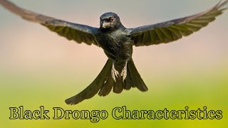 Black Drongo Characteristics [upl. by Lechar]