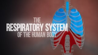 Respiratory System of the Human Body  How the Lungs Work Animation [upl. by Adorne]