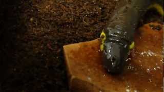 Caecilians Feeding in Captivity [upl. by Aneeuq661]