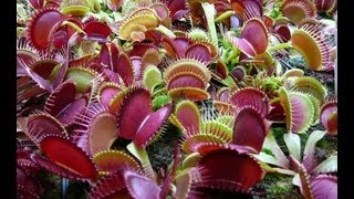 Welcome to our carnivorous plant YouTubechannel [upl. by Asseniv189]