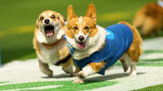 Chargers Host Corgi Cup During NFL Halftime  LA Chargers [upl. by Eislek]