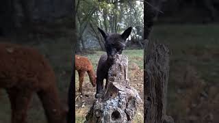 Alpacas de Gredos Autumn Cria CloseUp shorts babyanimals babyalpaca [upl. by Halyk]