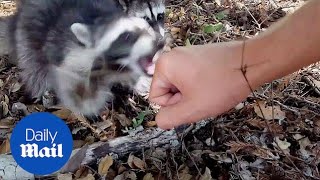 Im gonna get rabies Scary moment wild raccoons attack  Daily Mail [upl. by Oretos]