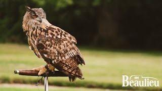 Falconry at Beaulieu [upl. by Kcirted]