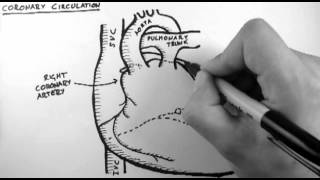 Coronary Circulation [upl. by Zebedee]