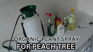 My Own ORGANIC PLANT SPRAY For Peach Trees And Other Plants [upl. by Anayek]