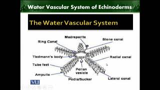 Water Vascular System of Echinoderms  Animal Diversity Invertebrates  ZOO512TTopic218 [upl. by Allain]