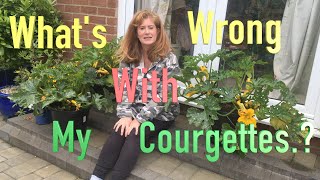 Why are our Courgettes not growing [upl. by Carrol]