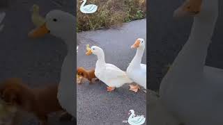 duck dog funny video trending shorts video2024 [upl. by Jenkins]