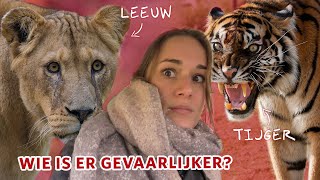 Welk dier is GEVAARLIJKER als het ONTSNAPT de TIJGER 🐯 of de LEEUW 🦁 [upl. by Assenyl]