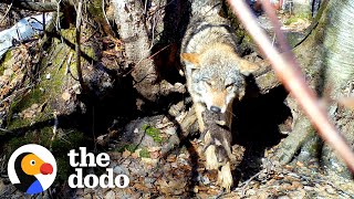 Mama Wolf Rescues Her Babies One By One From Flooded Den  The Dodo [upl. by Aurelie]