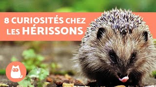 8 CURIOSITÉS chez les hérissons à connaître [upl. by Ellevel]